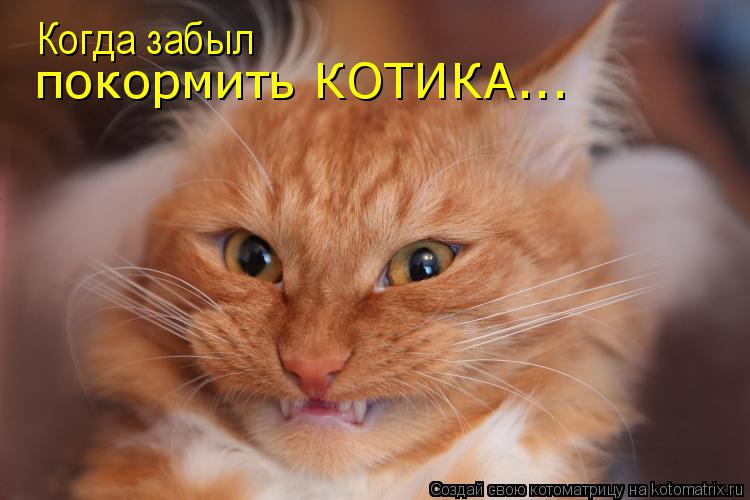 Котоматрица: Когда забыл  покормить КОТИКА...