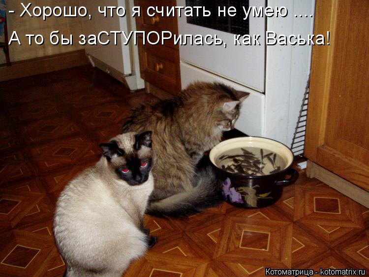 Котоматрица: - Хорошо, что я считать не умею .... А то бы заСТУПОРилась, как Васька!