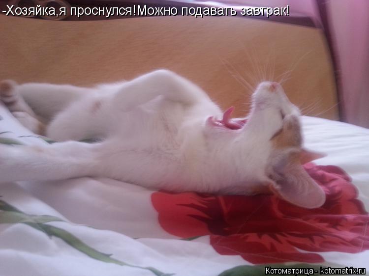 Котоматрица: -Хозяйка,я проснулся!Можно подавать завтрак!