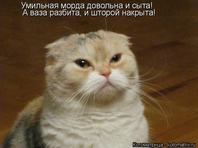 Котоматрица: Умильная морда довольна и сыта! А ваза разбита, и шторой накрыта!