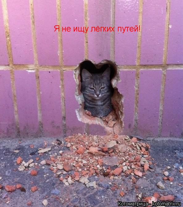 Котоматрица: Я не ищу лёгких путей!