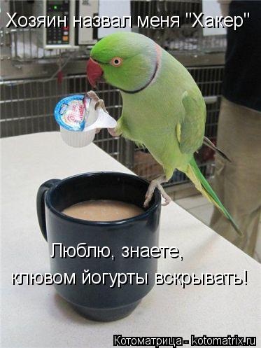 Котоматрица: Хозяин назвал меня "Хакер" клювом йогурты вскрывать! Люблю, знаете,