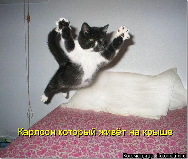 Котоматрица: Карлсон который живёт на крыше