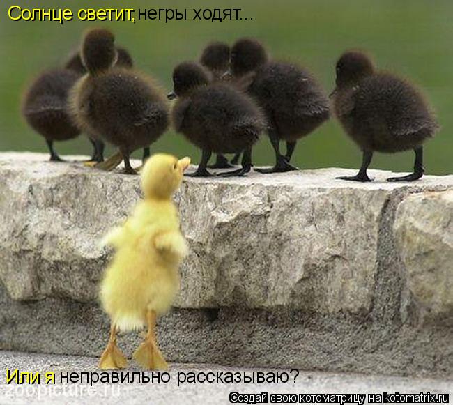 Котоматрица: Солнце светит, негры ходят... Или я неправильно рассказываю?