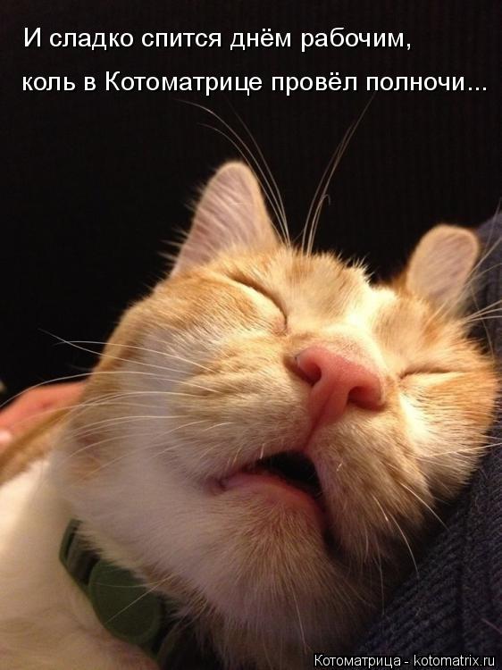 Котоматрица: И сладко спится днём рабочим, коль в Котоматрице провёл полночи...
