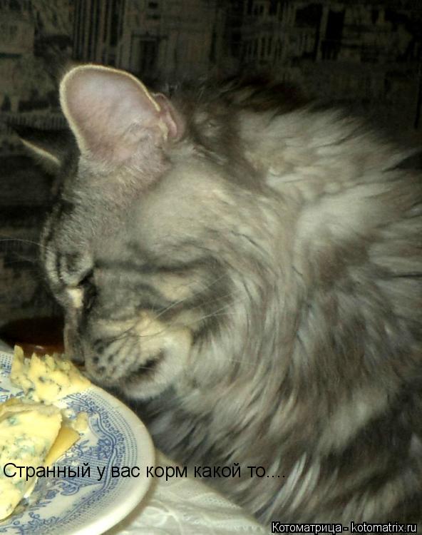 Котоматрица: Странный у вас корм какой то....