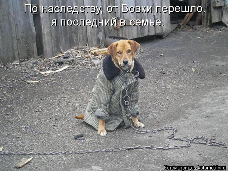 По наследству, от Вовки перешло. я последний в семье.... Котоматрица: По наследству, от Вовки перешло. я последний в семье.