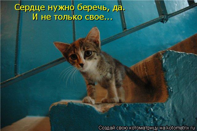 Котоматрица: Сердце нужно беречь, да.  И не только свое...