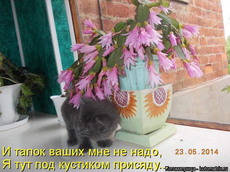 Котоматрица: Я тут под кустиком присяду... И тапок ваших мне не надо,