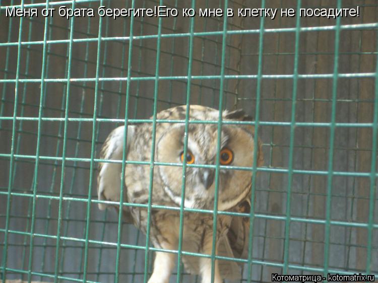 Меня от брата берегите!Его ко мне в клетку не посадите!... Котоматрица: Меня от брата берегите!Его ко мне в клетку не посадите!