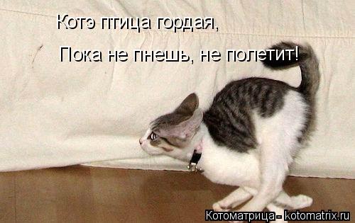 Котоматрица: Котэ птица гордая, Пока не пнешь, не полетит!