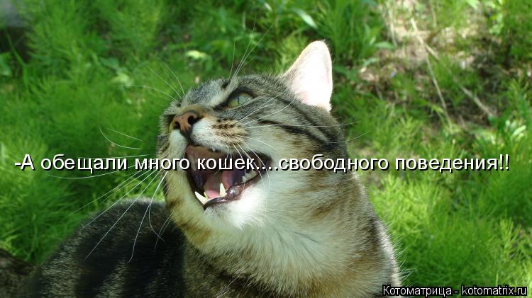 Котоматрица: -А обещали много кошек....свободного поведения!!