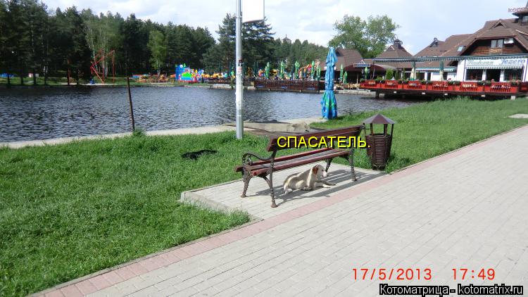 СПАСАТЕЛЬ.... Котоматрица: СПАСАТЕЛЬ.