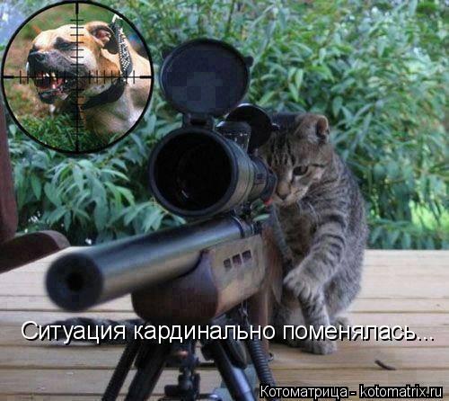 Ситуация кардинально поменялась...... Котоматрица: Ситуация кардинально поменялась...
