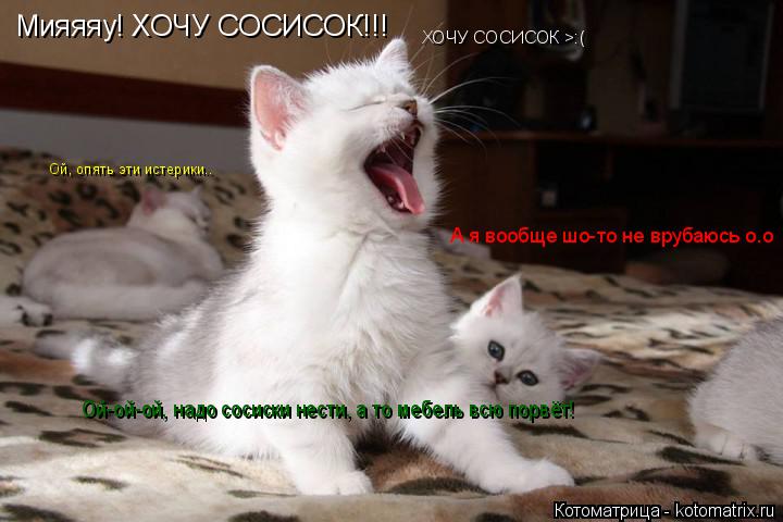 Котоматрица: Мияяяу! ХОЧУ СОСИСОК!!! А я вообще шо-то не врубаюсь о.о Ой, опять эти истерики.. ХОЧУ СОСИСОК >:( Ой-ой-ой, надо сосиски нести, а то мебель всю пор