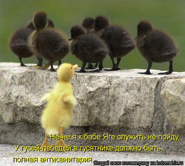 Котоматрица: Не-не,я к бабе Яге служить не пойду. У гусей-лебедей в гусятнике,должно быть, полная антисанитария.
