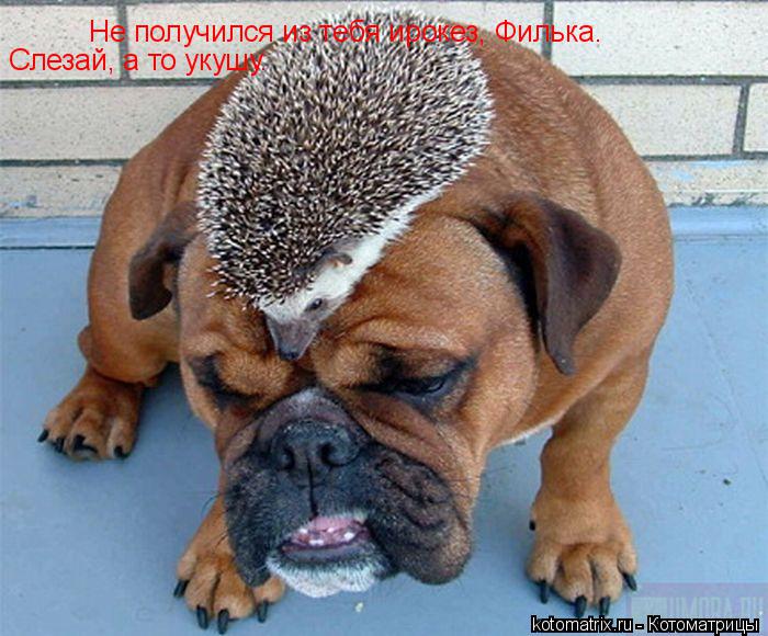 Котоматрица: Не получился из тебя ирокез, Филька.  Слезай, а то укушу.