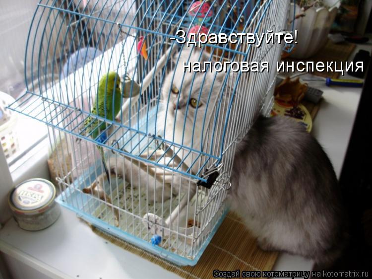 -Здравствуйте! налоговая инспекция... Котоматрица: -Здравствуйте! налоговая инспекция