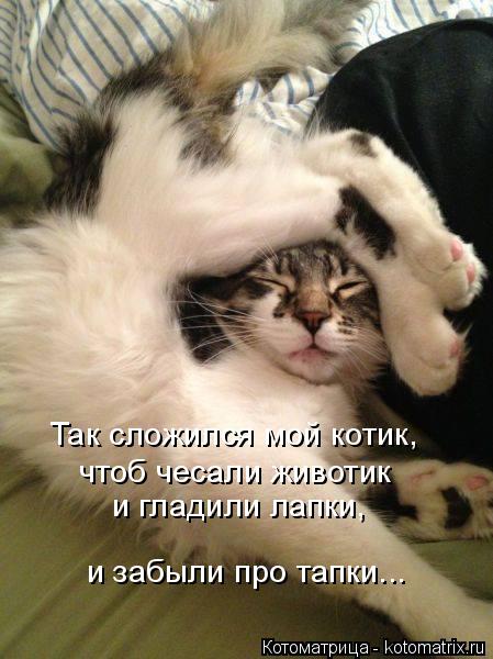 Котоматрица: Так сложился мой котик,  чтоб чесали животик  и гладили лапки,  и забыли про тапки...