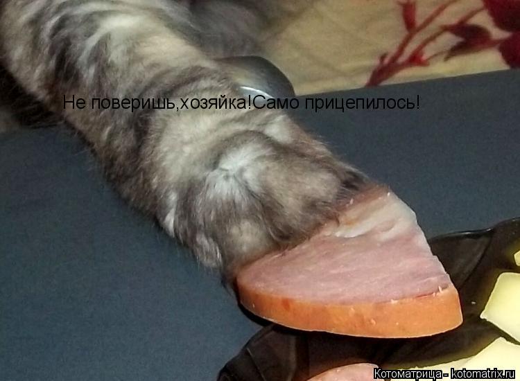 Котоматрица: Не поверишь,хозяйка!Само прицепилось!