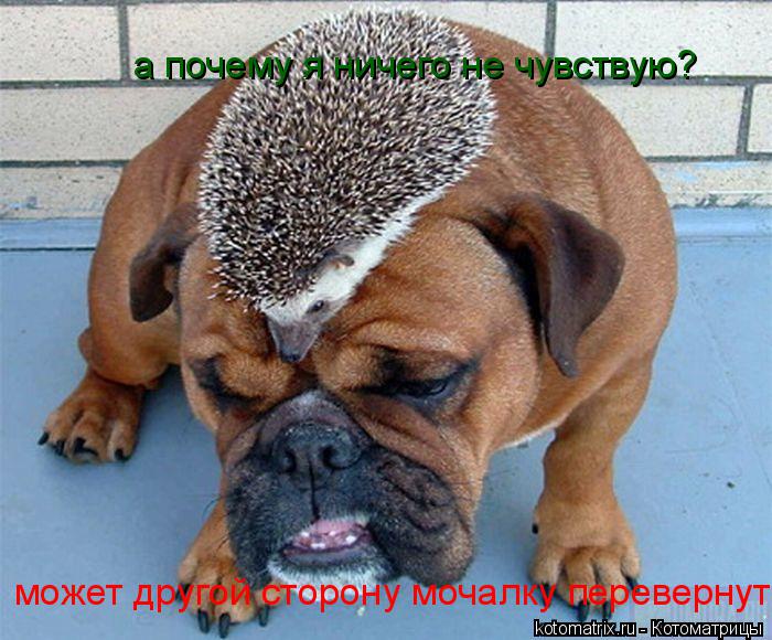 Котоматрица: а почему я ничего не чувствую? может другой сторону мочалку перевернуть