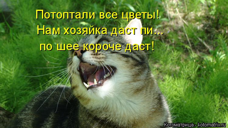 Котоматрица: Потоптали все цветы! Нам хозяйка даст пи... по шее короче даст!