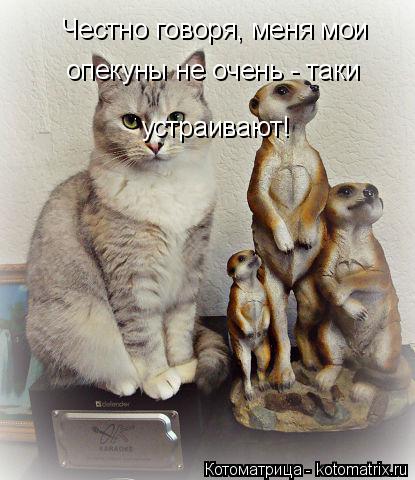 Котоматрица: Честно говоря, меня мои опекуны не очень - таки  устраивают!