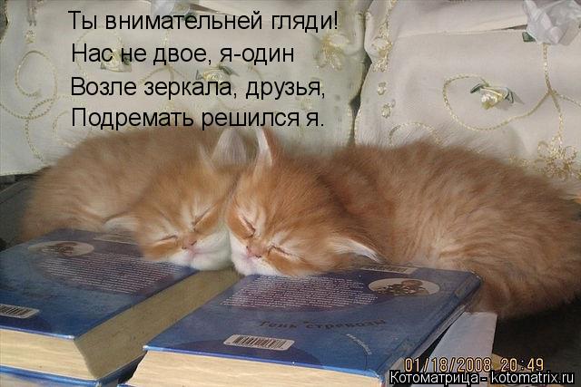 Котоматрица: Ты внимательней гляди! Нас не двое, я-один Возле зеркала, друзья, Подремать решился я.
