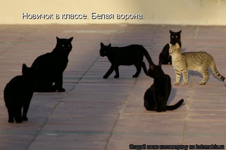 Котоматрица: Новичок в классе. Белая ворона.