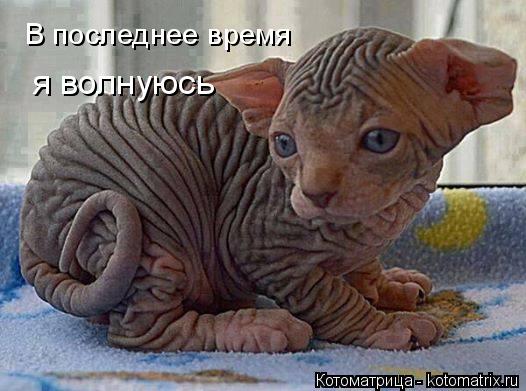 Котоматрица: В последнее время я волнуюсь