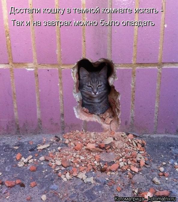 Котоматрица: Достали кошку в темной комнате искать - Так и на завтрак можно было опаздать