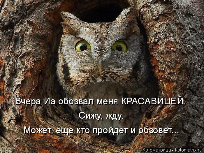 Котоматрица: Вчера Иа обозвал меня КРАСАВИЦЕЙ. Сижу, жду. Может, еще кто пройдет и обзовет...