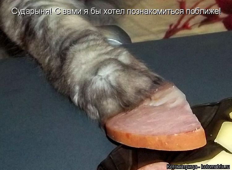 Котоматрица: Сударыня! С вами я бы хотел познакомиться поближе!