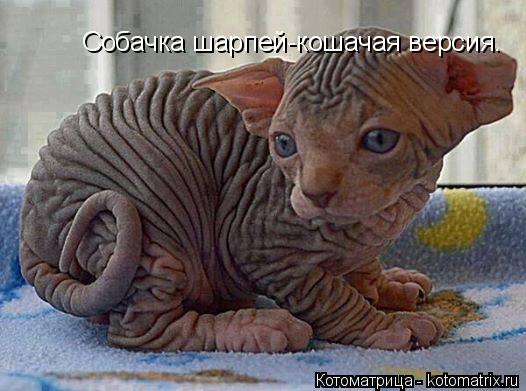 Котоматрица: Собачка шарпей-кошачая версия.