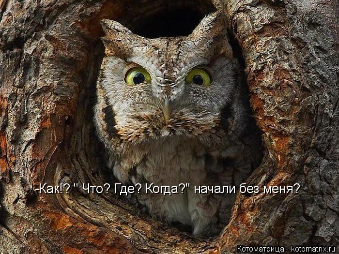 Котоматрица: -Как!? " Что? Где? Когда?" начали без меня?