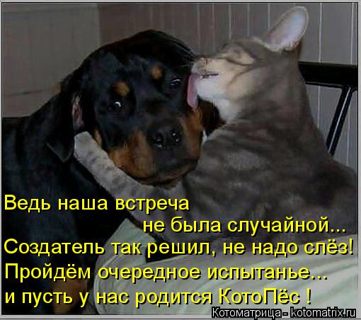 не была случайной... Создатель так решил, не надо слёз! и пусть у нас родится КотоПёс ! Пройдём очере... Котоматрица: не была случайной... Создатель так решил, не надо слёз! и пусть у нас родится КотоПёс ! Пройдём очередное испытанье... Ведь наша встреча