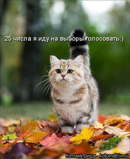Котоматрица: 25 числа я иду на выборы голосовать:)