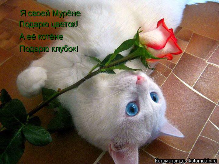 Котоматрица: Я своей Мурёне Подарю цветок! А её котёне  Подарю клубок!