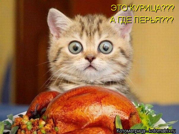 Котоматрица: ЭТО КУРИЦА??? А ГДЕ ПЕРЬЯ???