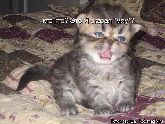 кто кто? Это Я сказал "мяу"?... Котоматрица: кто кто? Это Я сказал "мяу"?
