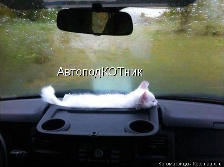 Котоматрица: АвтоподКОТник