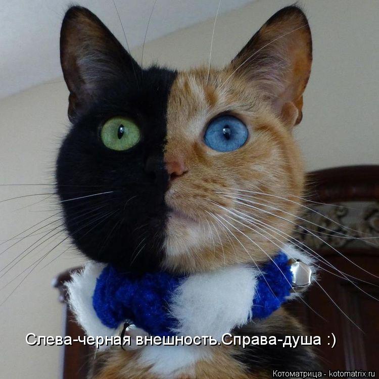 Котоматрица: Слева-черная внешность.Справа-душа :)