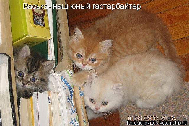 Котоматрица: Васька- наш юный гастарбайтер