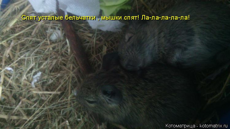 Котоматрица: Спят усталые бельчатки , мышки спят! Ла-ла-ла-ла-ла!