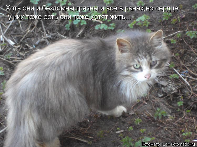 Котоматрица: Хоть они и бездомны,грязны и все в ранах,но сердце  у них тоже есть,они тоже хотят жить...