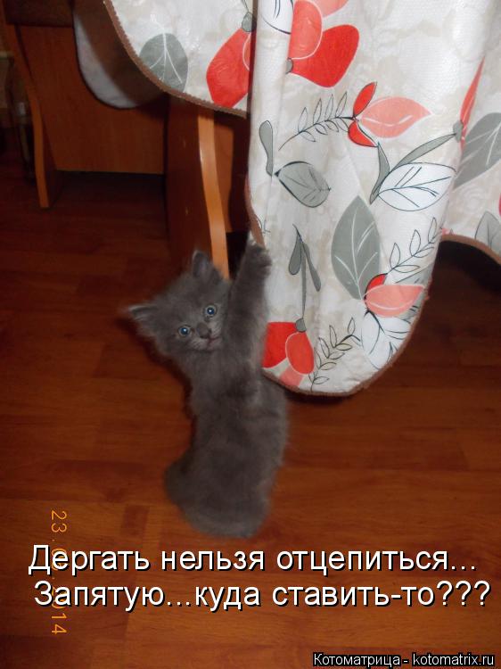 Котоматрица: Дергать нельзя отцепиться... Запятую...куда ставить-то???