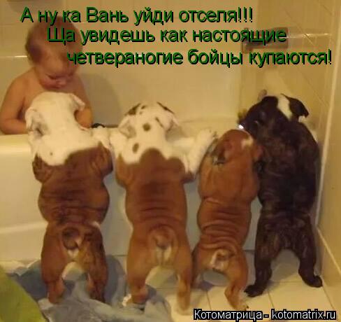 Котоматрица: А ну ка Вань уйди отселя!!! Ща увидешь как настоящие  четвераногие бойцы купаются! четвераногие бойцы купаются!