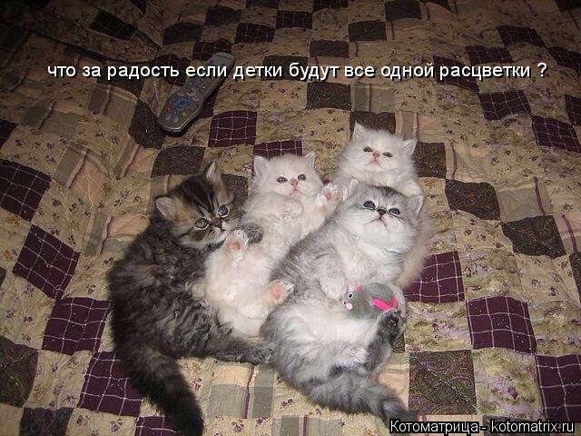 Котоматрица: что за радость если детки будут все одной расцветки ?