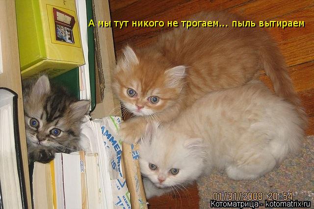 Котоматрица: А мы тут никого не трогаем... пыль вытираем