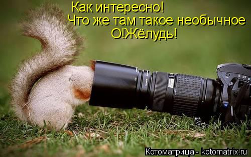 Котоматрица: Как интересно! Что же там такое необычное О!Жёлудь!